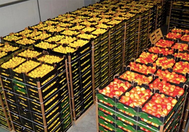 Правильные условия перевозки овощей и фруктов